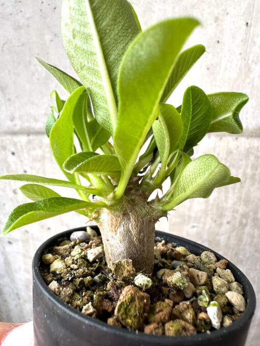 【現品限り】パキポディウム・ウィンゾリー 実生【AB67】 Pachypodium windsorii【植物】塊根植物 夏型 コーデックス - 画像 (3)