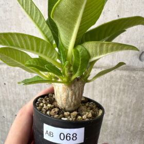 【現品限り】パキポディウム・ウィンゾリー 実生【AB68】 Pachypodium windsorii【植物】塊根植物 夏型 コーデックス