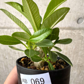 【現品限り】パキポディウム・ウィンゾリー 実生【AB69】 Pachypodium windsorii【植物】塊根植物 夏型 コーデックス