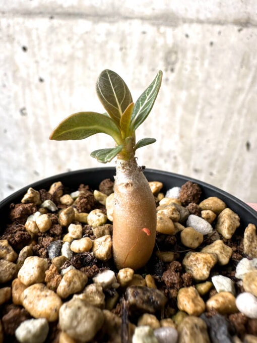 【現品限り】アデニウム・ソコトラナム 実生【AB6】 Adenium socotranum【植物】塊根植物 夏型 コーデックス - 画像 (3)