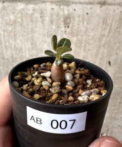 【現品限り】アデニウム・ソコトラナム 実生【AB7】 Adenium socotranum【植物】塊根植物 夏型 コーデックス
