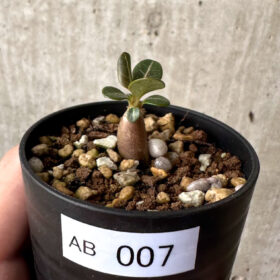 【現品限り】アデニウム・ソコトラナム 実生【AB7】 Adenium socotranum【植物】塊根植物 夏型 コーデックス