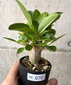 【現品限り】パキポディウム・ウィンゾリー 実生【AB70】 Pachypodium windsorii【植物】塊根植物 夏型 コーデックス