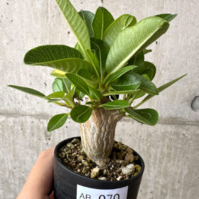 【現品限り】パキポディウム・ウィンゾリー 実生【AB70】 Pachypodium windsorii【植物】塊根植物 夏型 コーデックス