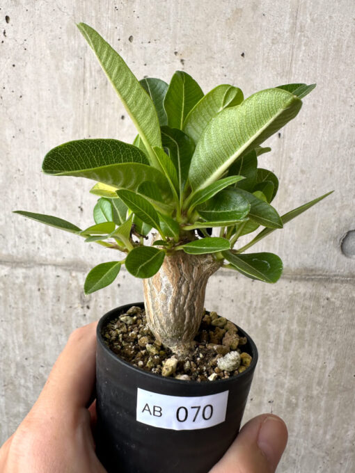 【現品限り】パキポディウム・ウィンゾリー 実生【AB70】 Pachypodium windsorii【植物】塊根植物 夏型 コーデックス