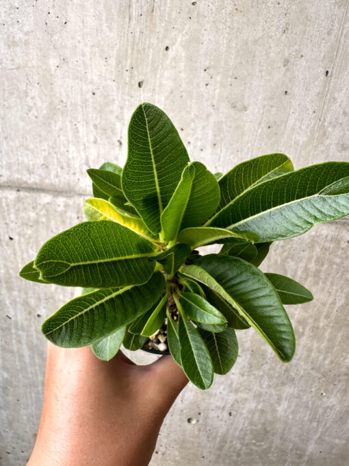 【現品限り】パキポディウム・ウィンゾリー 実生【AB70】 Pachypodium windsorii【植物】塊根植物 夏型 コーデックス - 画像 (2)