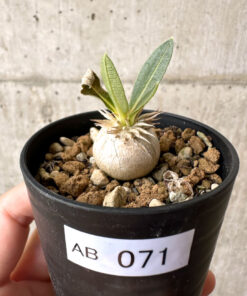 【現品限り】パキポディウム・エニグマチカム【AB71】 Pachypodium enigmaticum【植物】塊根植物 夏型 コーデックス