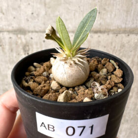 【現品限り】パキポディウム・エニグマチカム【AB71】 Pachypodium enigmaticum【植物】塊根植物 夏型 コーデックス