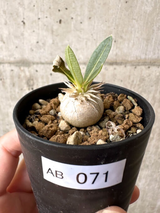 【現品限り】パキポディウム・エニグマチカム【AB71】 Pachypodium enigmaticum【植物】塊根植物 夏型 コーデックス