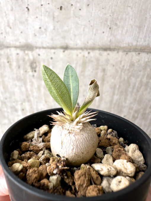 【現品限り】パキポディウム・エニグマチカム【AB71】 Pachypodium enigmaticum【植物】塊根植物 夏型 コーデックス - 画像 (3)
