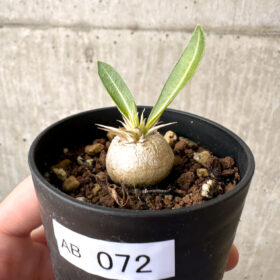 【現品限り】パキポディウム・エニグマチカム【AB72】 Pachypodium enigmaticum【植物】塊根植物 夏型 コーデックス