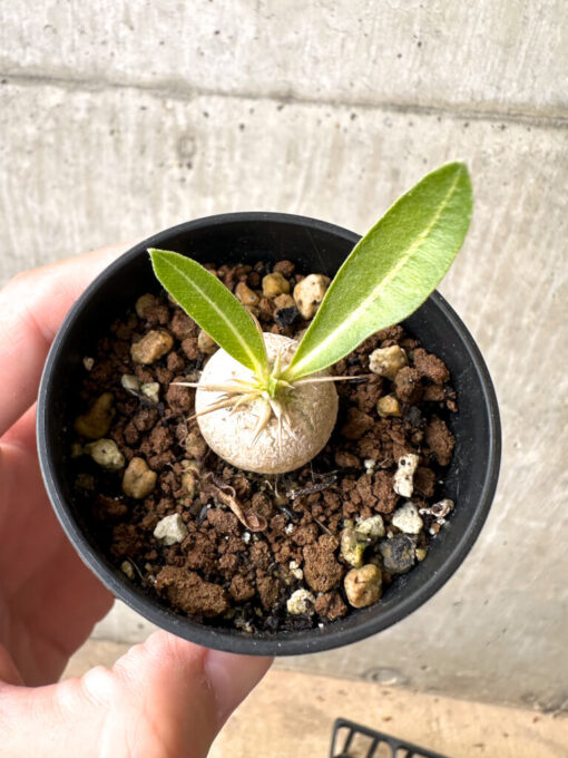 【現品限り】パキポディウム・エニグマチカム【AB72】 Pachypodium enigmaticum【植物】塊根植物 夏型 コーデックス - 画像 (2)