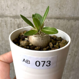 【現品限り】パキポディウム・エニグマチカム【AB73】 Pachypodium enigmaticum【植物】塊根植物 夏型 コーデックス