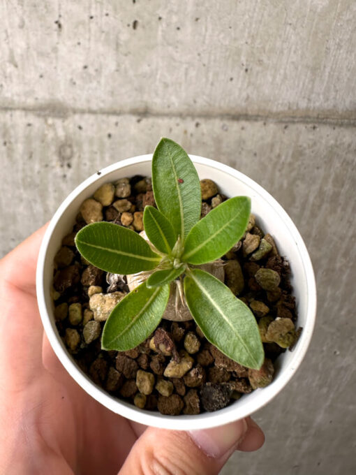【現品限り】パキポディウム・エニグマチカム【AB73】 Pachypodium enigmaticum【植物】塊根植物 夏型 コーデックス - 画像 (2)