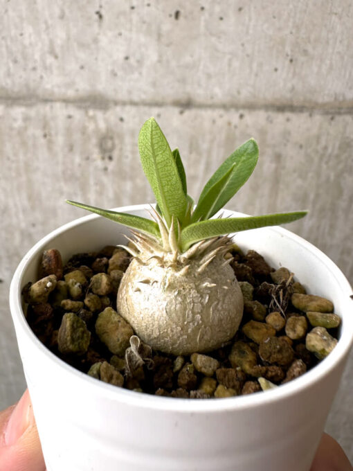 【現品限り】パキポディウム・エニグマチカム【AB73】 Pachypodium enigmaticum【植物】塊根植物 夏型 コーデックス - 画像 (3)