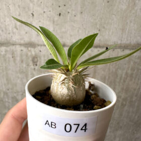 【現品限り】パキポディウム・エニグマチカム【AB74】 Pachypodium enigmaticum【植物】塊根植物 夏型 コーデックス