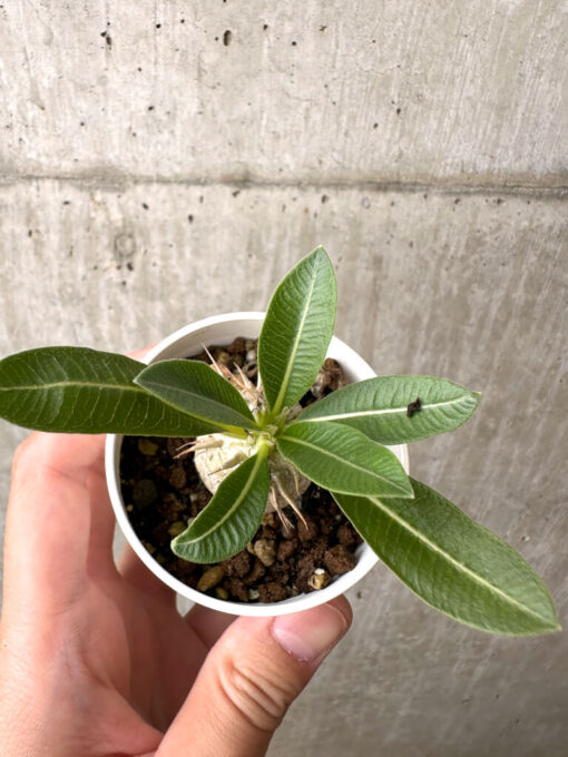 【現品限り】パキポディウム・エニグマチカム【AB74】 Pachypodium enigmaticum【植物】塊根植物 夏型 コーデックス - 画像 (2)