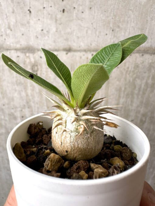 【現品限り】パキポディウム・エニグマチカム【AB74】 Pachypodium enigmaticum【植物】塊根植物 夏型 コーデックス - 画像 (3)