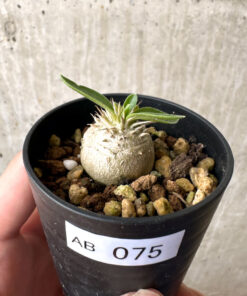 【現品限り】パキポディウム・エニグマチカム【AB75】 Pachypodium enigmaticum【植物】塊根植物 夏型 コーデックス