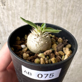 【現品限り】パキポディウム・エニグマチカム【AB75】 Pachypodium enigmaticum【植物】塊根植物 夏型 コーデックス