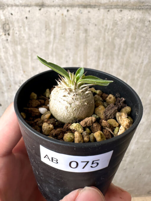 【現品限り】パキポディウム・エニグマチカム【AB75】 Pachypodium enigmaticum【植物】塊根植物 夏型 コーデックス