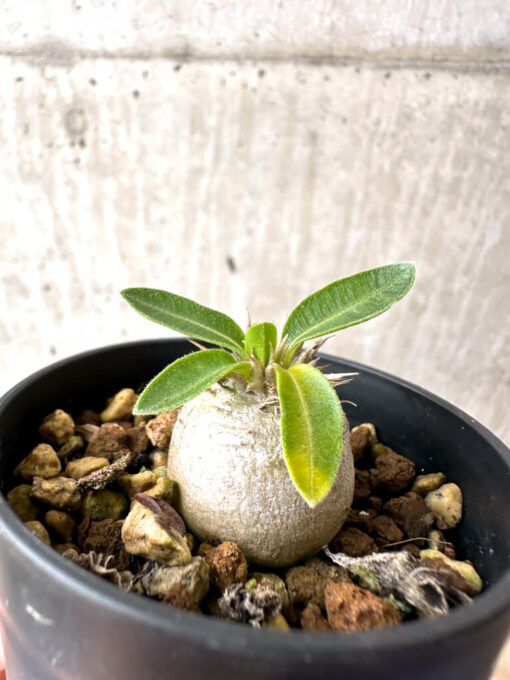 【現品限り】パキポディウム・エニグマチカム【AB75】 Pachypodium enigmaticum【植物】塊根植物 夏型 コーデックス - 画像 (3)