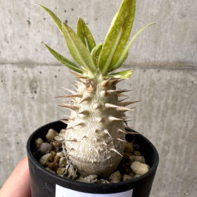 【現品限り】パキポディウム・ロスラーツム 実生【AB76】 Pachypodium rosulatum【植物】塊根植物 夏型 コーデックス