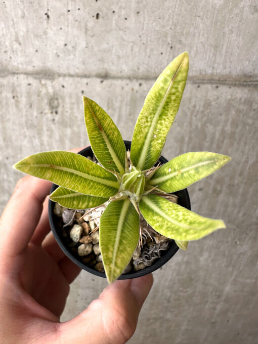 【現品限り】パキポディウム・ロスラーツム 実生【AB76】 Pachypodium rosulatum【植物】塊根植物 夏型 コーデックス - 画像 (2)