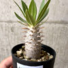 【現品限り】パキポディウム・ロスラーツム 実生【AB77】 Pachypodium rosulatum【植物】塊根植物 夏型 コーデックス