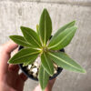 【現品限り】パキポディウム・ロスラーツム 実生【AB77】 Pachypodium rosulatum【植物】塊根植物 夏型 コーデックス