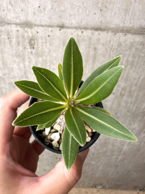 【現品限り】パキポディウム・ロスラーツム 実生【AB77】 Pachypodium rosulatum【植物】塊根植物 夏型 コーデックス - 画像 (2)