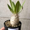 【現品限り】パキポディウム・ロスラーツム 実生【AB78】 Pachypodium rosulatum【植物】塊根植物 夏型 コーデックス