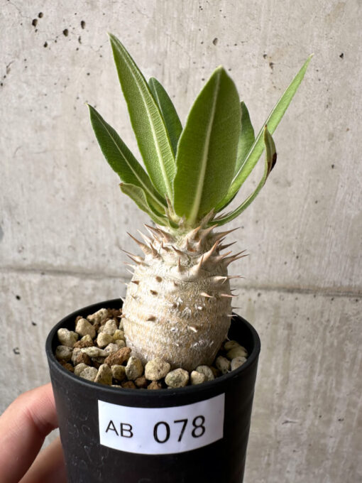 【現品限り】パキポディウム・ロスラーツム 実生【AB78】 Pachypodium rosulatum【植物】塊根植物 夏型 コーデックス