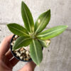 【現品限り】パキポディウム・ロスラーツム 実生【AB78】 Pachypodium rosulatum【植物】塊根植物 夏型 コーデックス