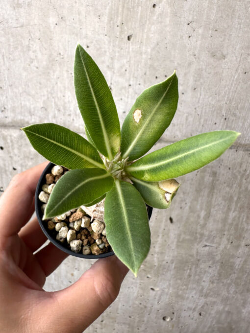 【現品限り】パキポディウム・ロスラーツム 実生【AB78】 Pachypodium rosulatum【植物】塊根植物 夏型 コーデックス - 画像 (2)