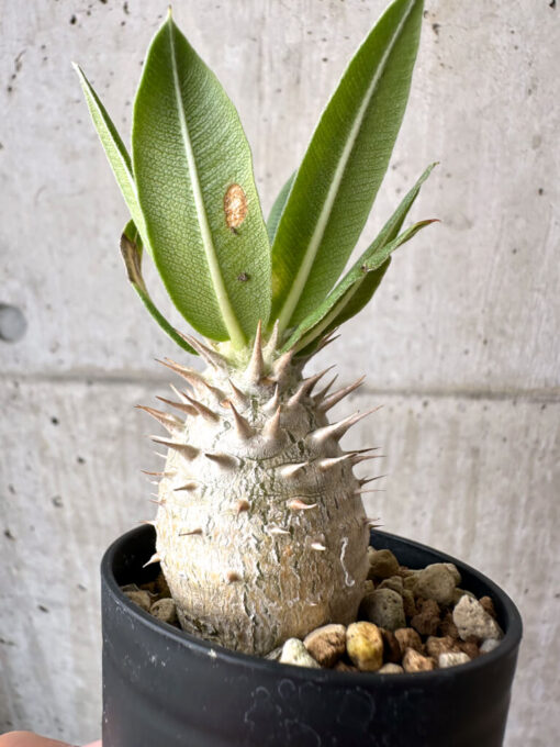 【現品限り】パキポディウム・ロスラーツム 実生【AB78】 Pachypodium rosulatum【植物】塊根植物 夏型 コーデックス - 画像 (3)