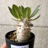 【現品限り】パキポディウム・ロスラーツム 実生【AB79】 Pachypodium rosulatum【植物】塊根植物 夏型 コーデックス