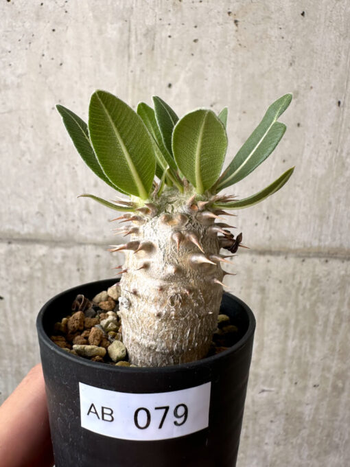 【現品限り】パキポディウム・ロスラーツム 実生【AB79】 Pachypodium rosulatum【植物】塊根植物 夏型 コーデックス