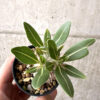 【現品限り】パキポディウム・ロスラーツム 実生【AB79】 Pachypodium rosulatum【植物】塊根植物 夏型 コーデックス