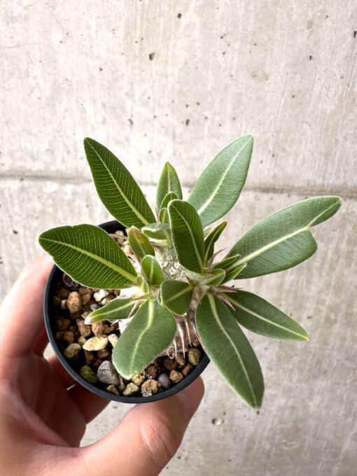 【現品限り】パキポディウム・ロスラーツム 実生【AB79】 Pachypodium rosulatum【植物】塊根植物 夏型 コーデックス - 画像 (2)
