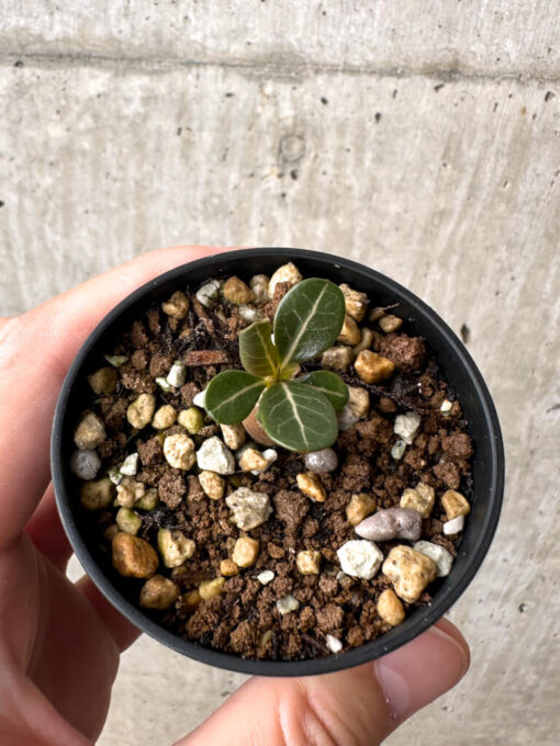 【現品限り】アデニウム・ソコトラナム 実生【AB7】 Adenium socotranum【植物】塊根植物 夏型 コーデックス - 画像 (2)