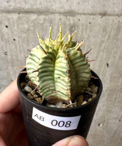 【現品限り】ユーフォルビア・メロフォルミス錦【AB8】 Euphorbia meloformis f. variegata【植物】塊根植物 夏型 コーデックス