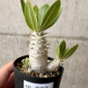 【現品限り】パキポディウム・ロスラーツム 実生【AB80】 Pachypodium rosulatum【植物】塊根植物 夏型 コーデックス