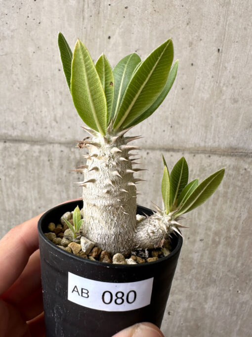 【現品限り】パキポディウム・ロスラーツム 実生【AB80】 Pachypodium rosulatum【植物】塊根植物 夏型 コーデックス