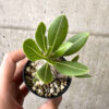 【現品限り】パキポディウム・ロスラーツム 実生【AB80】 Pachypodium rosulatum【植物】塊根植物 夏型 コーデックス