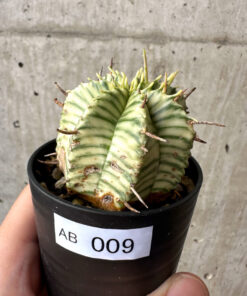 【現品限り】ユーフォルビア・メロフォルミス錦【AB9】 Euphorbia meloformis f. variegata【植物】塊根植物 夏型 コーデックス