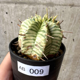 【現品限り】ユーフォルビア・メロフォルミス錦【AB9】 Euphorbia meloformis f. variegata【植物】塊根植物 夏型 コーデックス