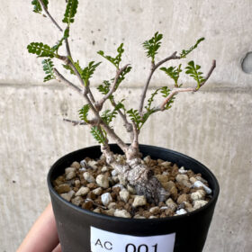 【現品限り】オペルクリカリア・パキプス 根挿し【AC1】 Operculicarya pachypus【植物】塊根植物 夏型 コーデックス