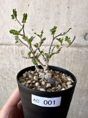 プラントブラザーズ