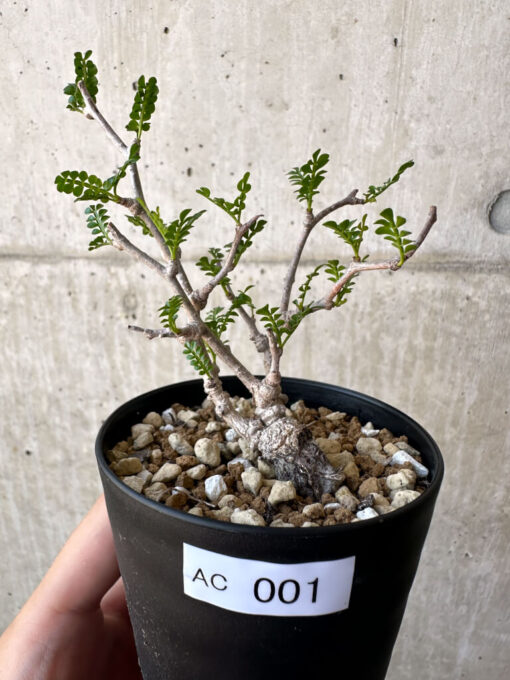 【現品限り】オペルクリカリア・パキプス 根挿し【AC1】 Operculicarya pachypus【植物】塊根植物 夏型 コーデックス